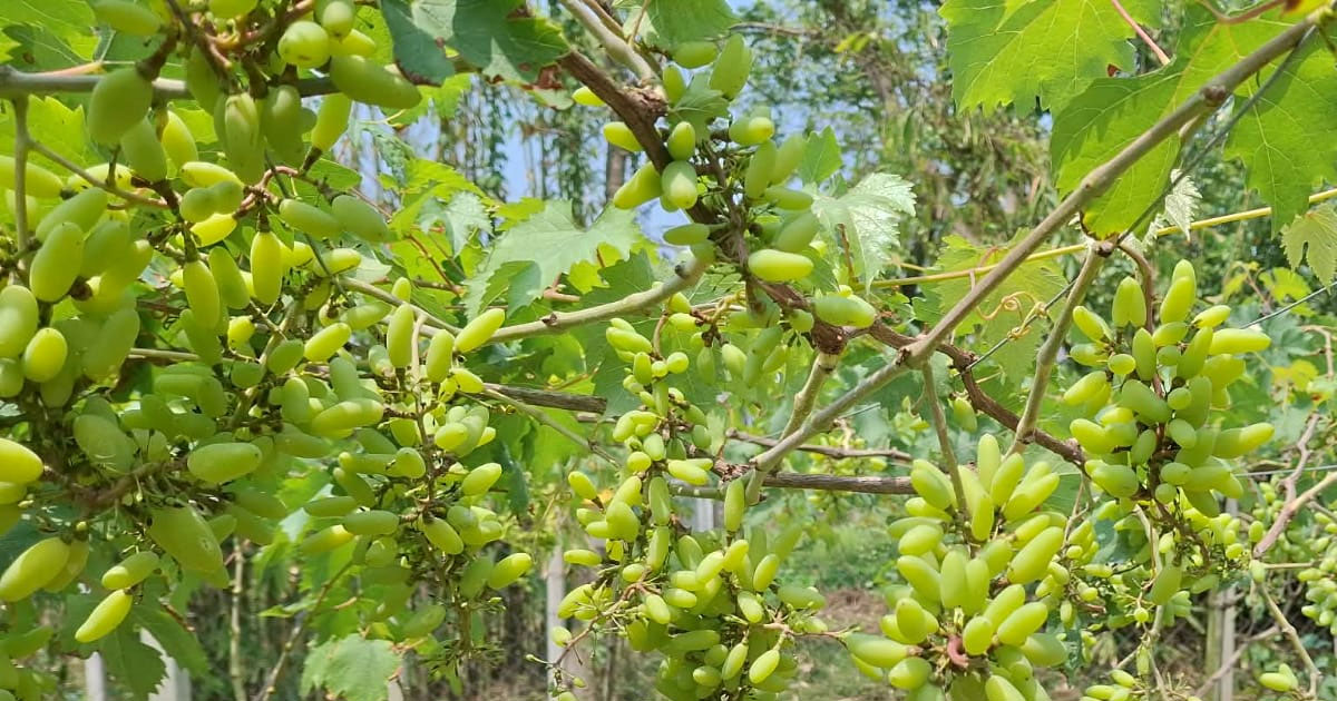 গাজীপুরে প্রকৌশলী রোকনোজ্জামানের আঙ্গুর চাষে চমক