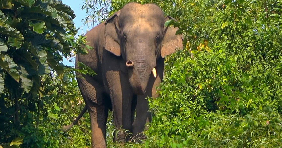 বন্য হাতির আক্রমণে কৃষকের মৃত্যু