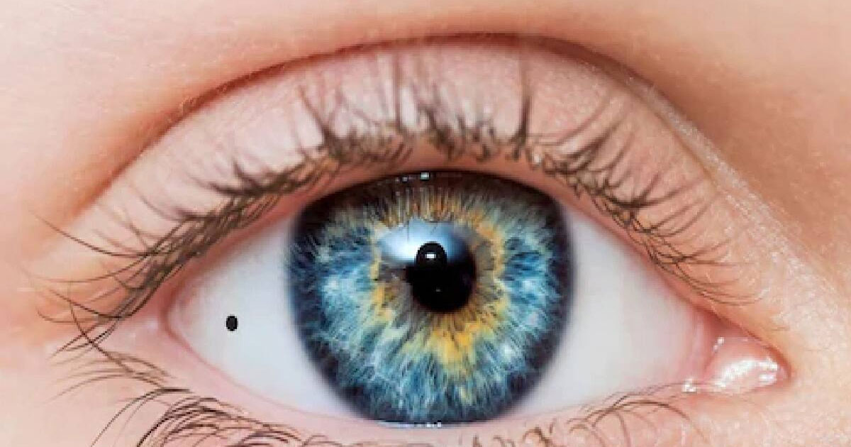 চোখের দৃষ্টি ভালো রাখতে যেসব ৫টি খাবার নিয়মিত খেতে হবে