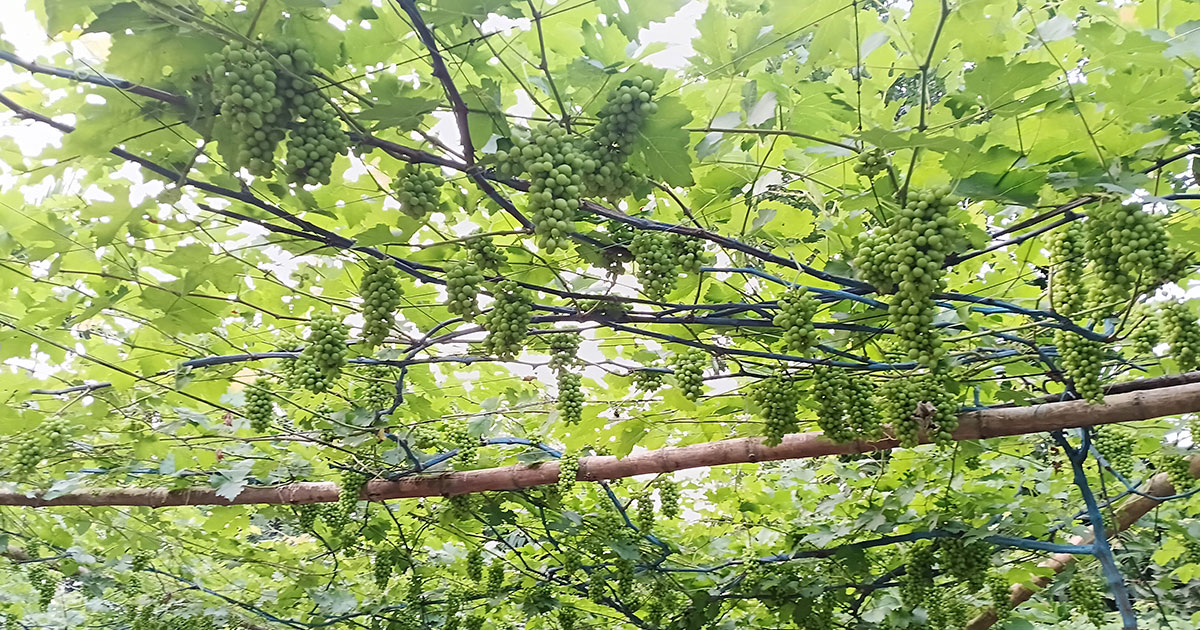 ঠাকুরগাঁওয়ে ২২ জাতের বিদেশি আঙুর ফলিয়ে চমক কালামের