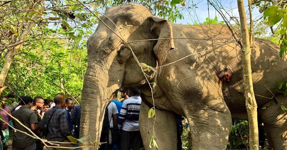 বন্য হাতির মৃত্যু, সঙ্গী হাতির বাধায় কাছে যেতে পারছে না বন বিভাগ