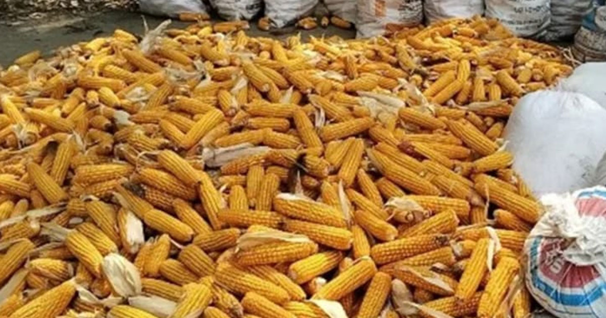 ঝিনাইদহের কোটচাঁদপুরে ভুট্টা চাষে আগ্রহ বাড়ছে