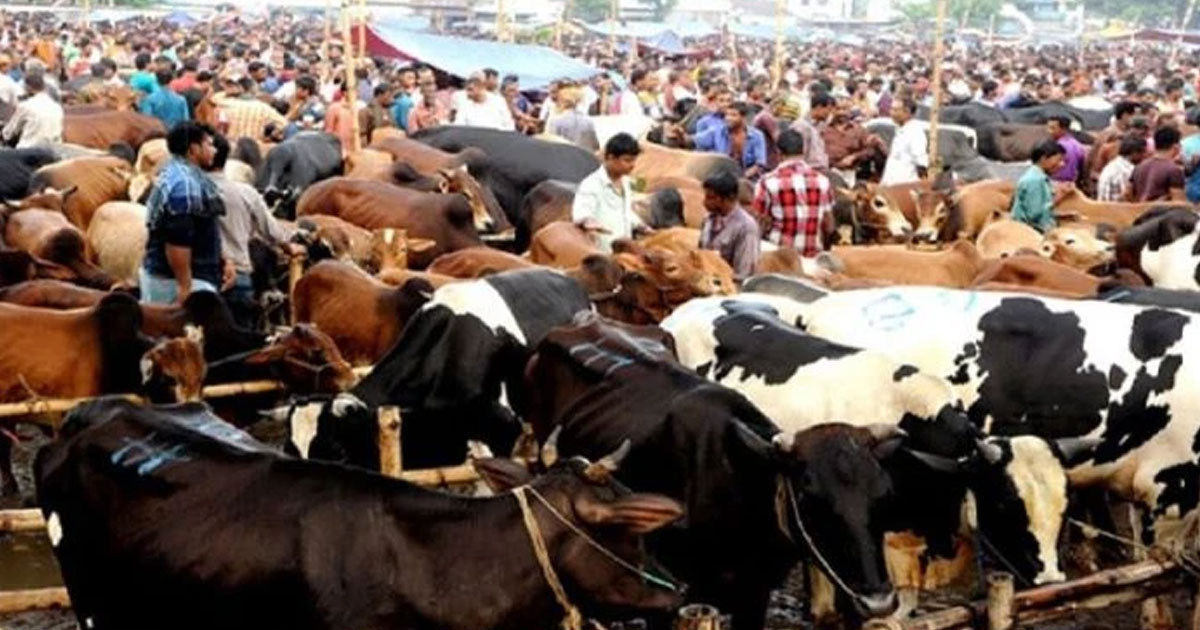 পশুর হা‌ট নি‌য়ে বিএনপি-জামায়াত প্রতি‌যো‌গিতা, দর্শকের ভূ‌মিকায় এন‌সি‌পি