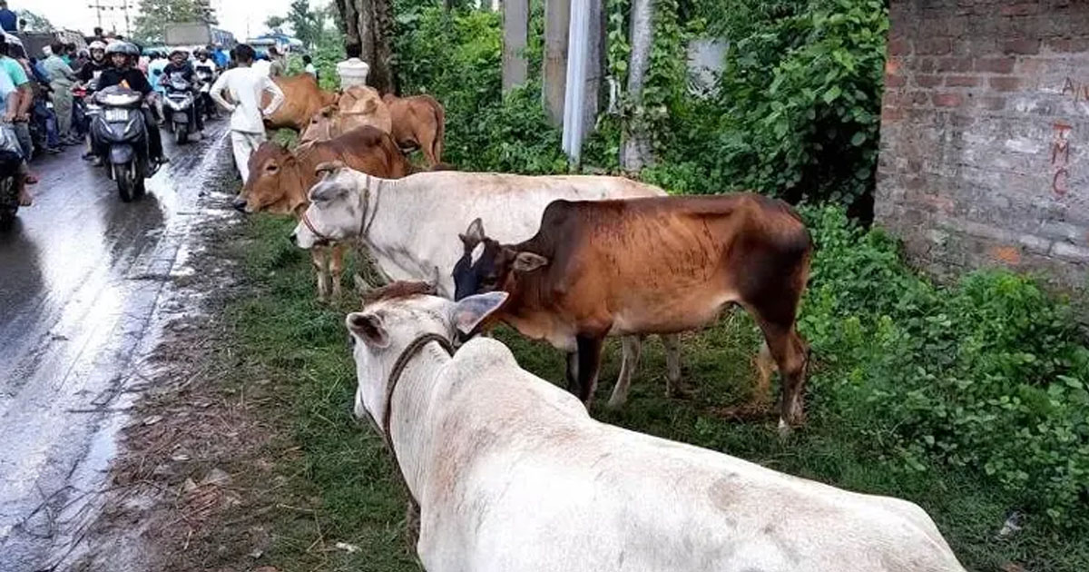 প্রকাশ্যে পশু জবাই নিষিদ্ধ করল বিজেপি সরকার