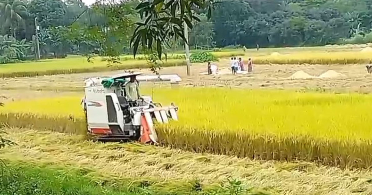 কালিহাতীতে বোরো ধান কাটার উৎসব, মাঠজুড়ে সোনালি স্বপ্ন