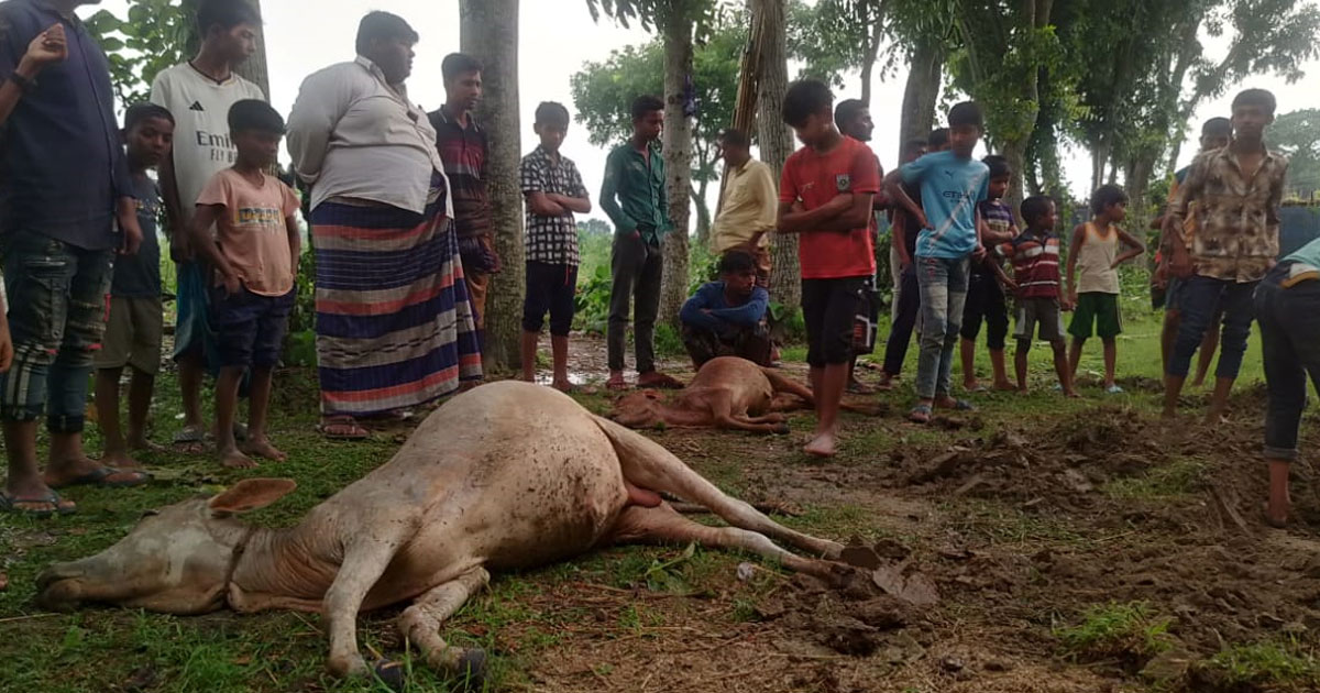 মেহেরপুরে বজ্রপাতে কৃষক ও গরুর মৃত্যু