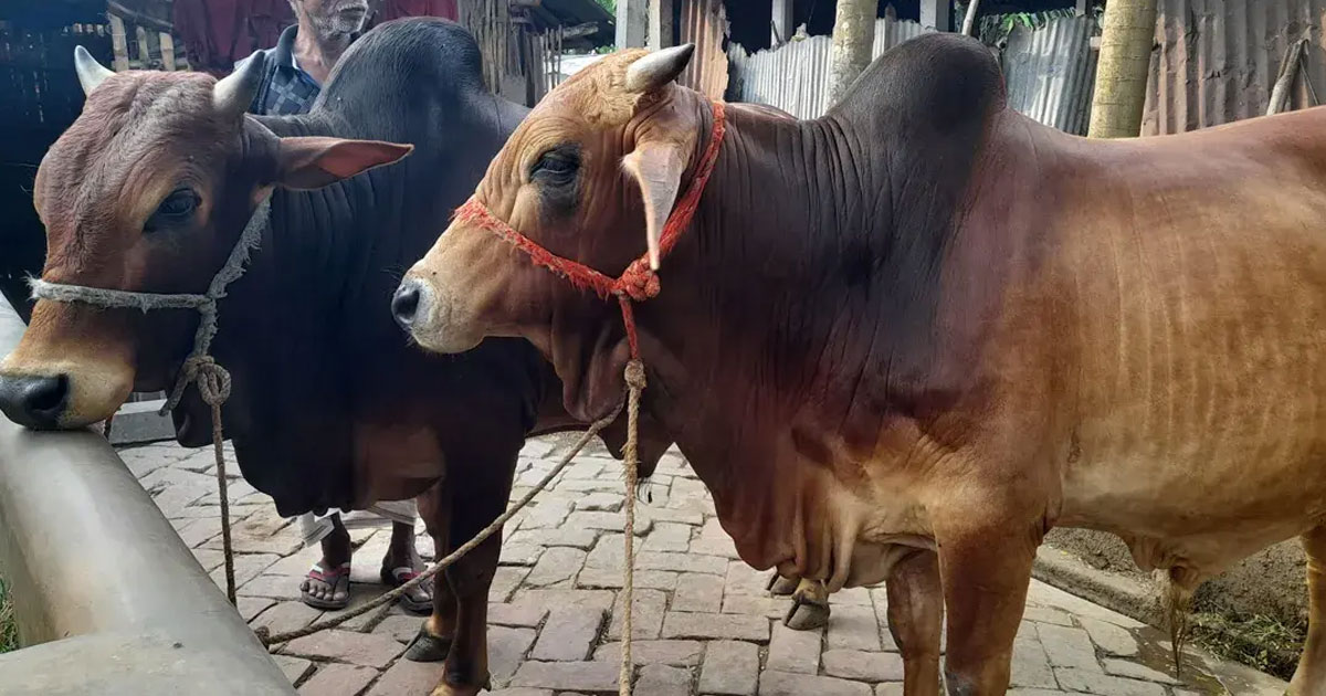 ঈদে গরুর দাম না পাওয়ার শঙ্কায় কুষ্টিয়ায় গরুর খামারিরা