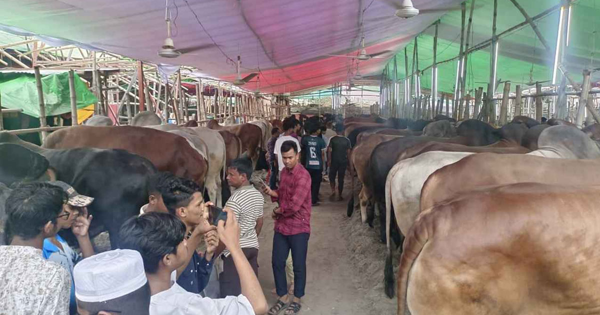 গাবতলীতে গরুর দামে ধস, শেষ রাতের অপেক্ষায় খামারিরা