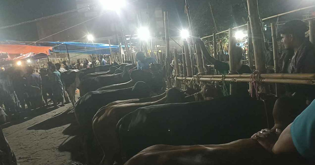দেড় লাখের গরু ১ লাখ! বেপারীর কান্না