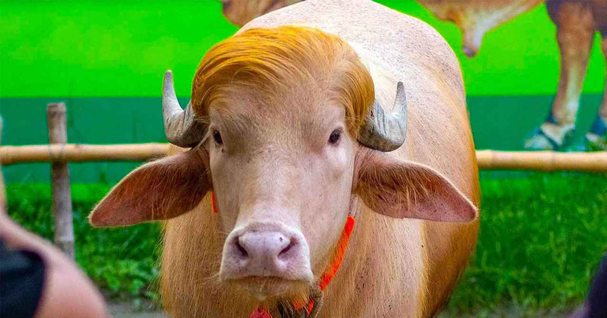 চিড়িয়াখানা থেকে নিয়ে যাওয়া হলো ‘ডোনাল্ড ট্রাম্প’কে