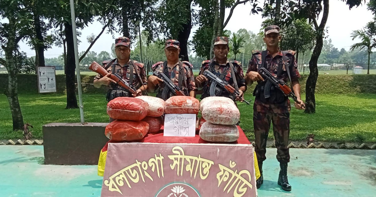 কুড়িগ্রাম সীমান্তে ৫৩ কেজি ভারতীয় গাঁজা জব্দ