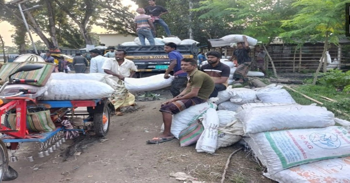 যশোরের শার্শায় কচুর হাটে বদলাচ্ছে কৃষকের ভাগ্য