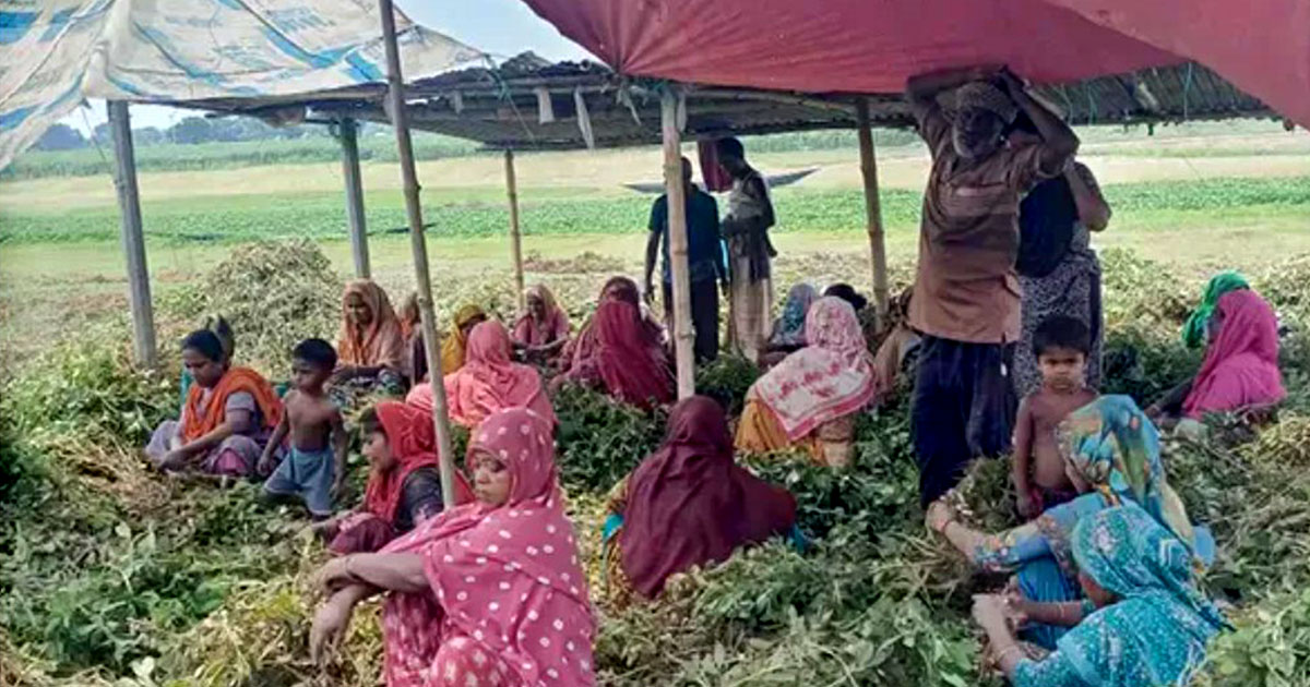 লালপুরে চীনাবাদামের বিপ্লবে বদলাচ্ছে কৃষকের ভাগ্য