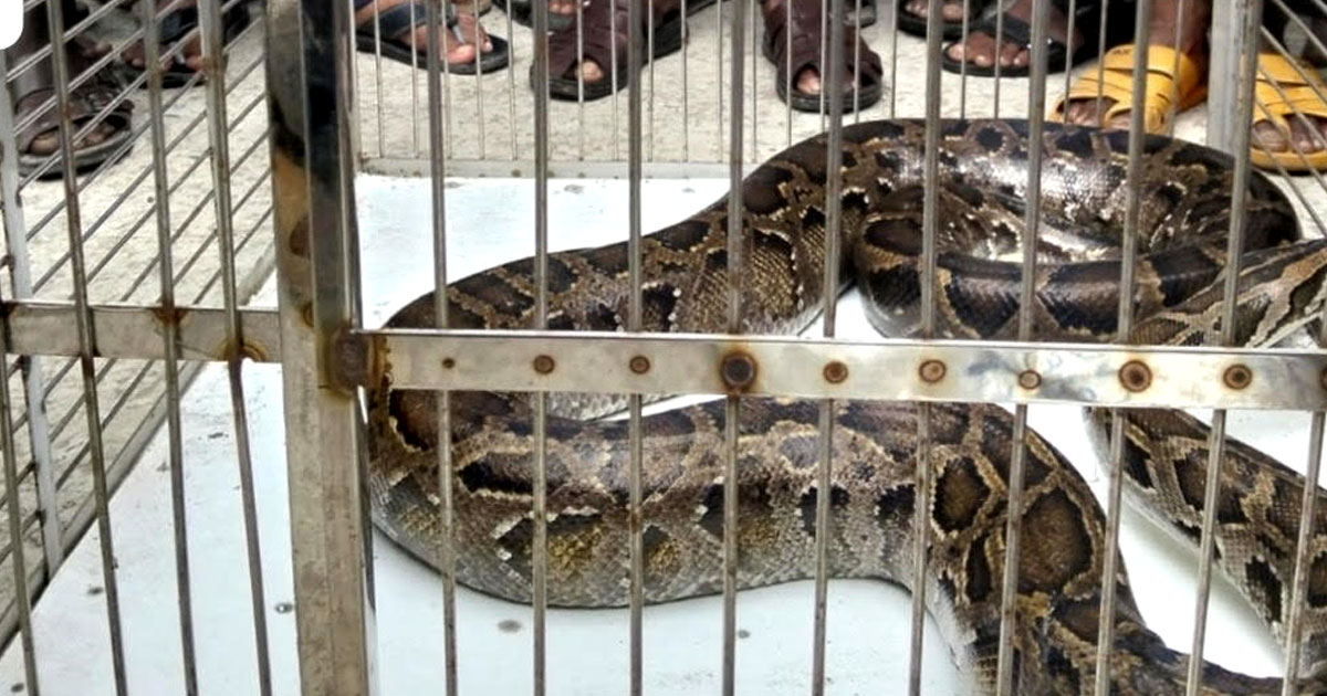 শ্যামনগরে নীলডুমুর বাজার থেকে অজগর সাপ উদ্ধার