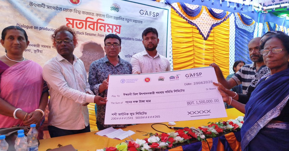 কুষ্টিয়ার খোকসায় উৎপাদিত কালো তিল যাচ্ছে বিদেশে