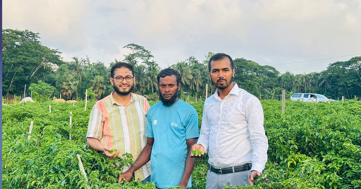 বোম্বাই মরিচ চাষে বদলে গেল আবদুর রহিমের জীবন