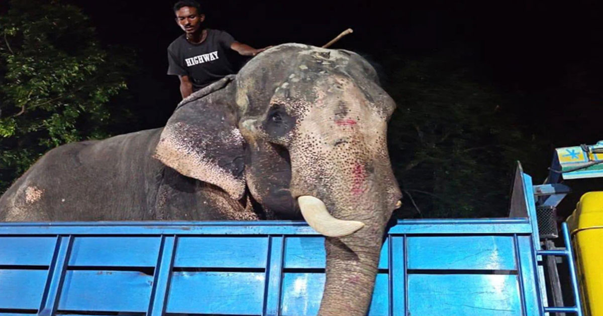 প্রধানমন্ত্রীর নির্দেশে চিড়িয়াখানায় যাচ্ছে ‘বাদশা বাহাদুর’