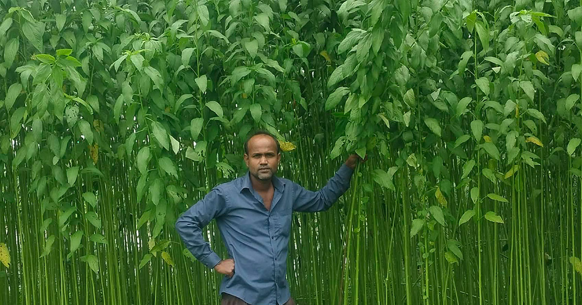 মাগুরায় পাটের বাম্পার ফলনের আশা