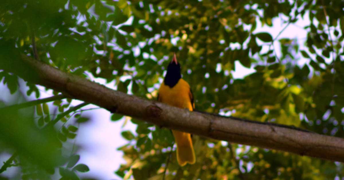 বিলুপ্তির পথে হলুদিয়া পাখি
