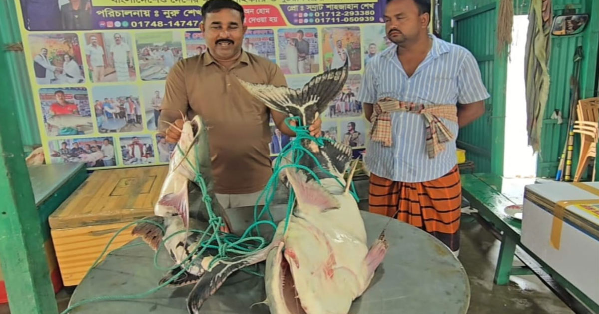 পদ্মার দুই বাঘাইড় সোয়া লাখ টাকায় বিক্রি