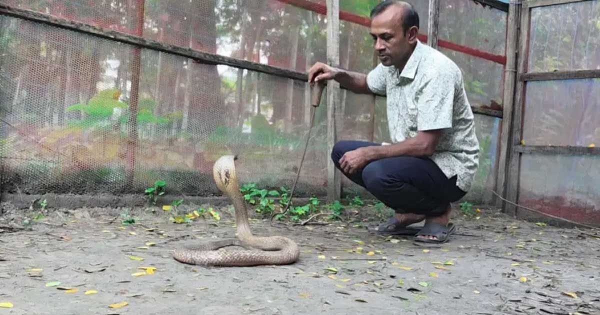 সাপের খামারে কোটি টাকার বিষ, নেই বাজারজাতের সুযোগ