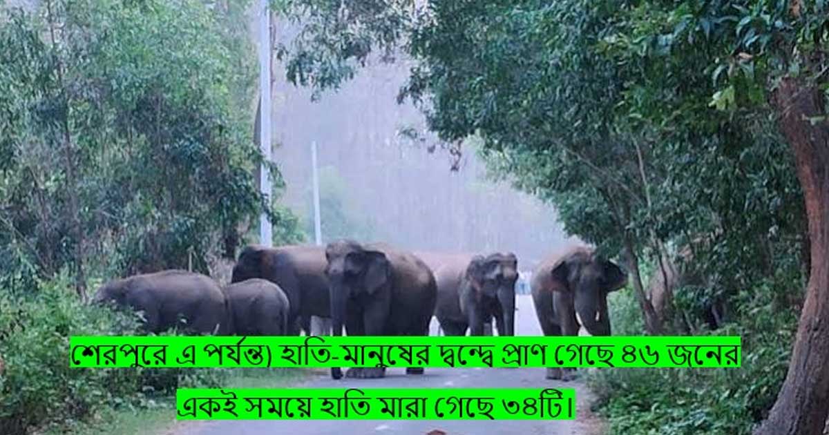 হাতি-মানুষের দ্বন্দ্ব নিরসনে ‘যৌথ আলাপচারিতা’, গারোপাহাড়ে অভয়ারণ্য গড়ার দাবি