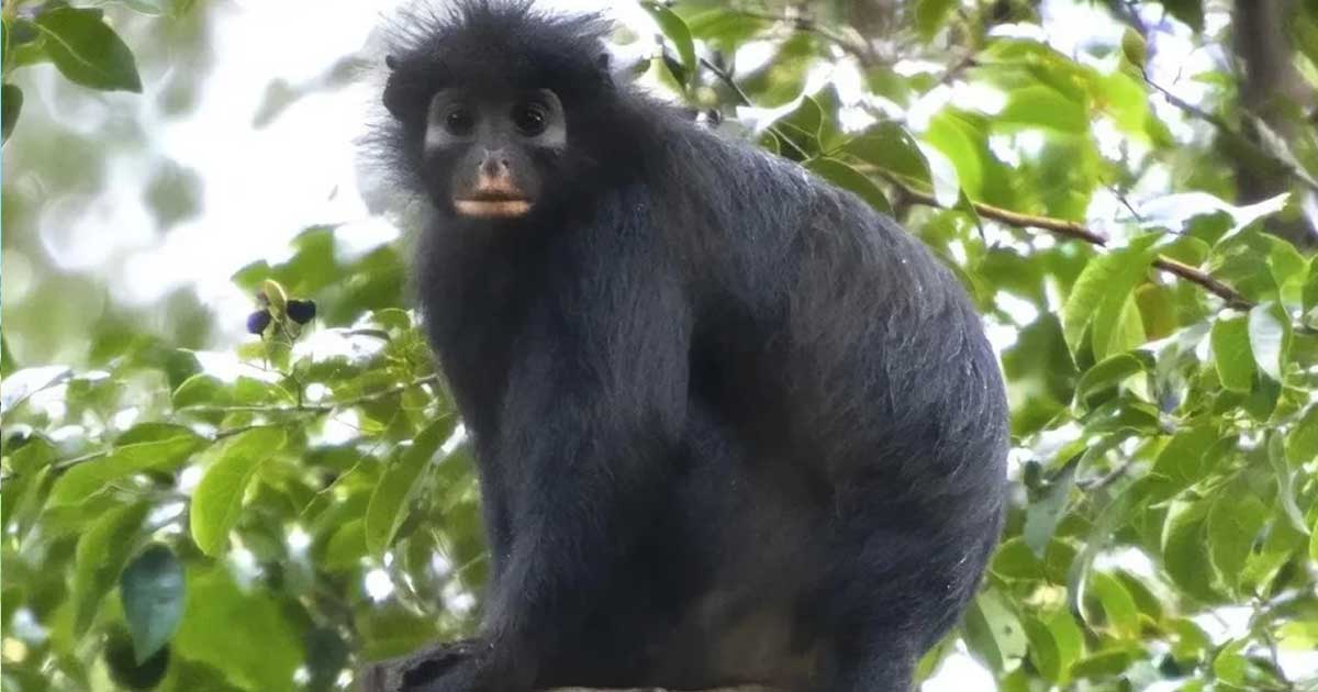 কমলা ঠোঁটের বানর