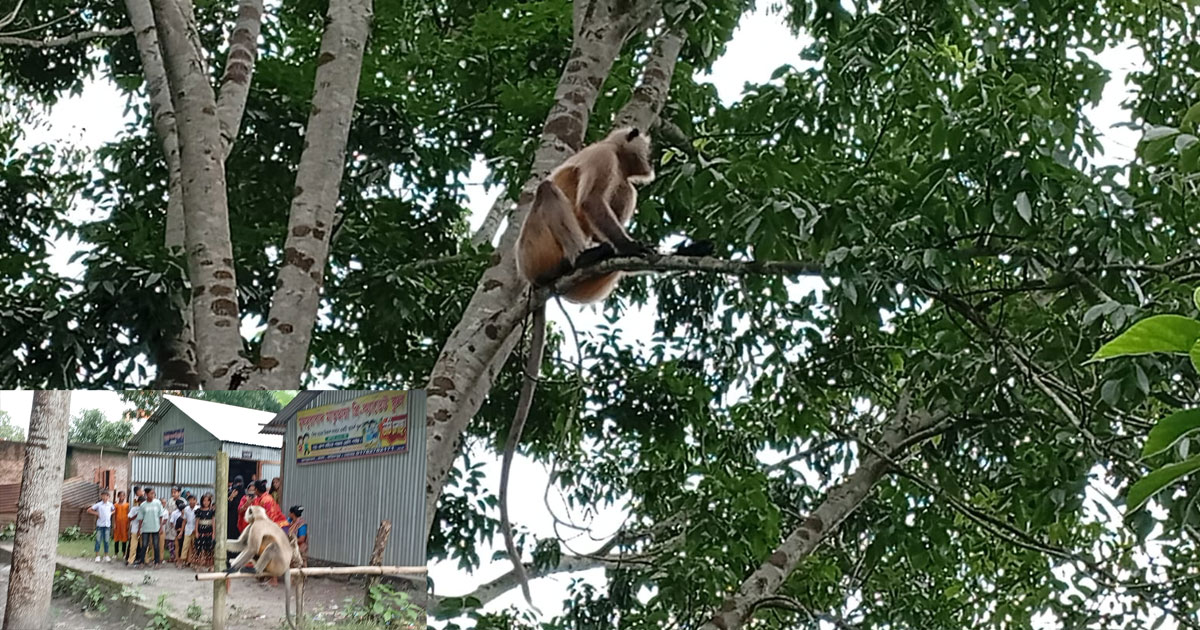 ভাঙ্গায় খাদ্য সংগ্রহে লোকালয়ে হনুমান