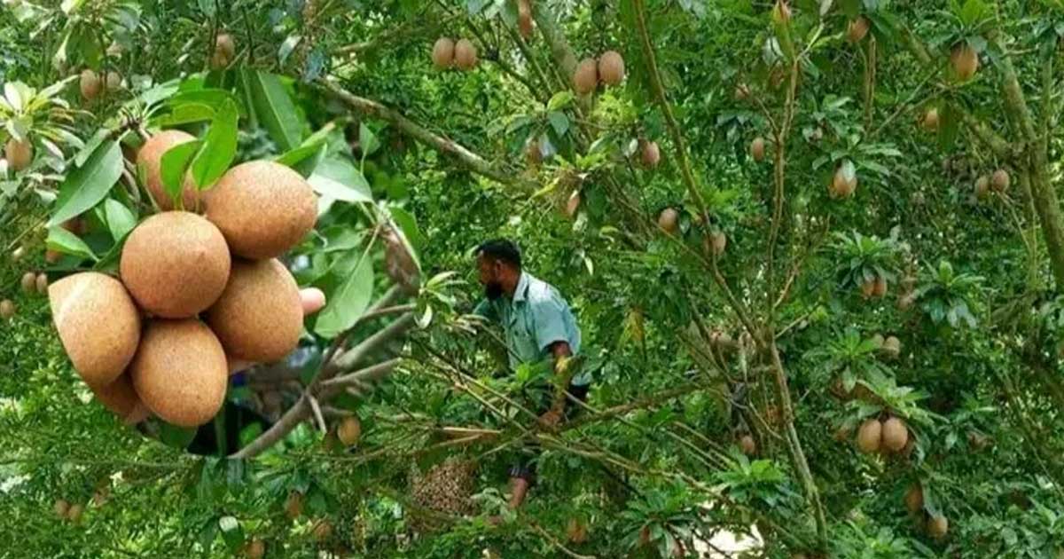 সবেদা চাষে বাণিজ্যিক সম্ভাবনা দেখছেন সদরপুরের কৃষকরা