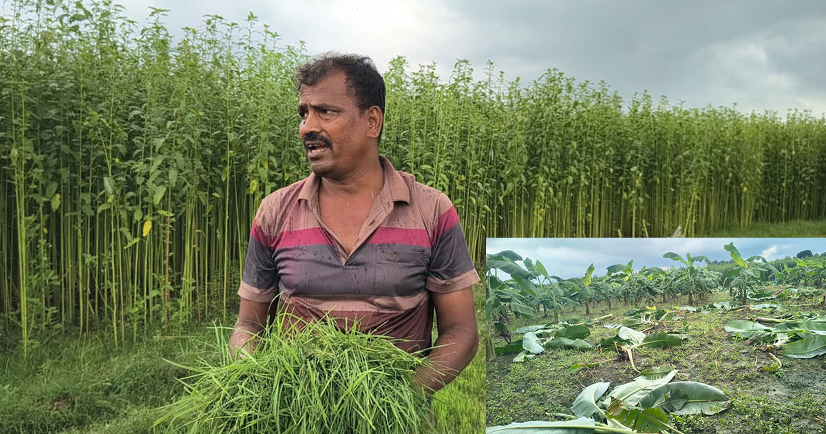 মেহেরপুরে দুই কৃষকের কলাগাছ ও ধানের চারা কেটে তছনছ