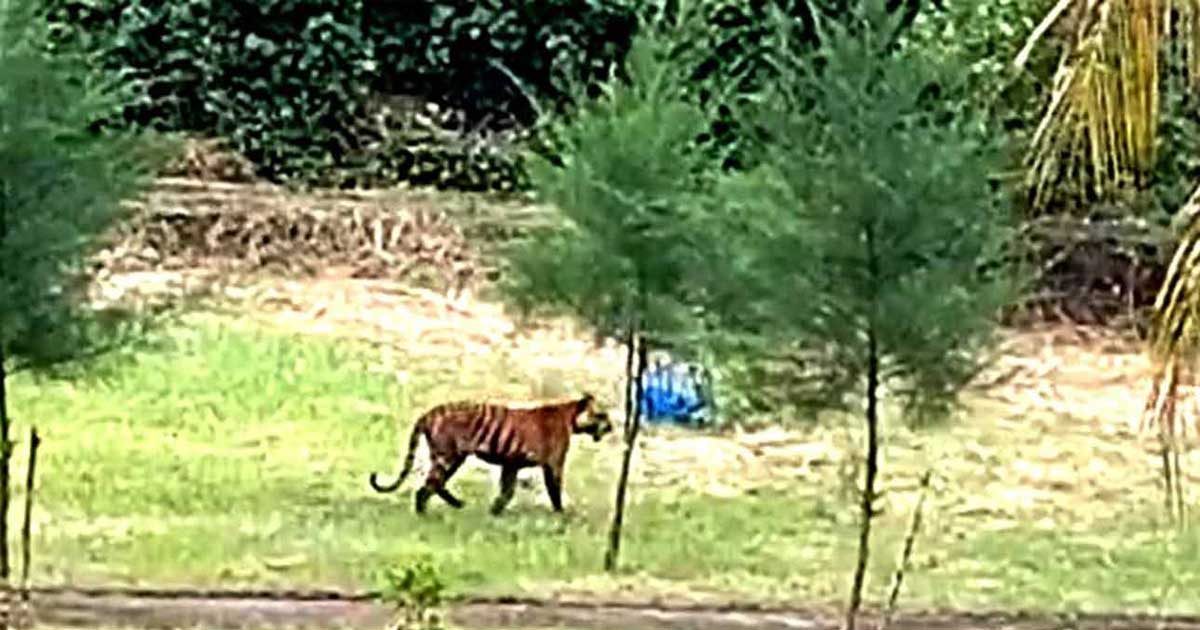 সুন্দরবনে বাঘের দেখা পেলেন বনকর্মীরা