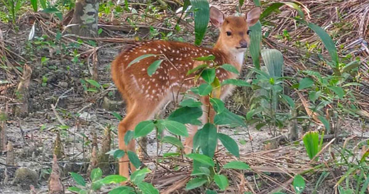 সুন্দরবনে থামছে না হরিণ শিকার, ৩৪৫৩ কেজি মাংস উদ্ধার!