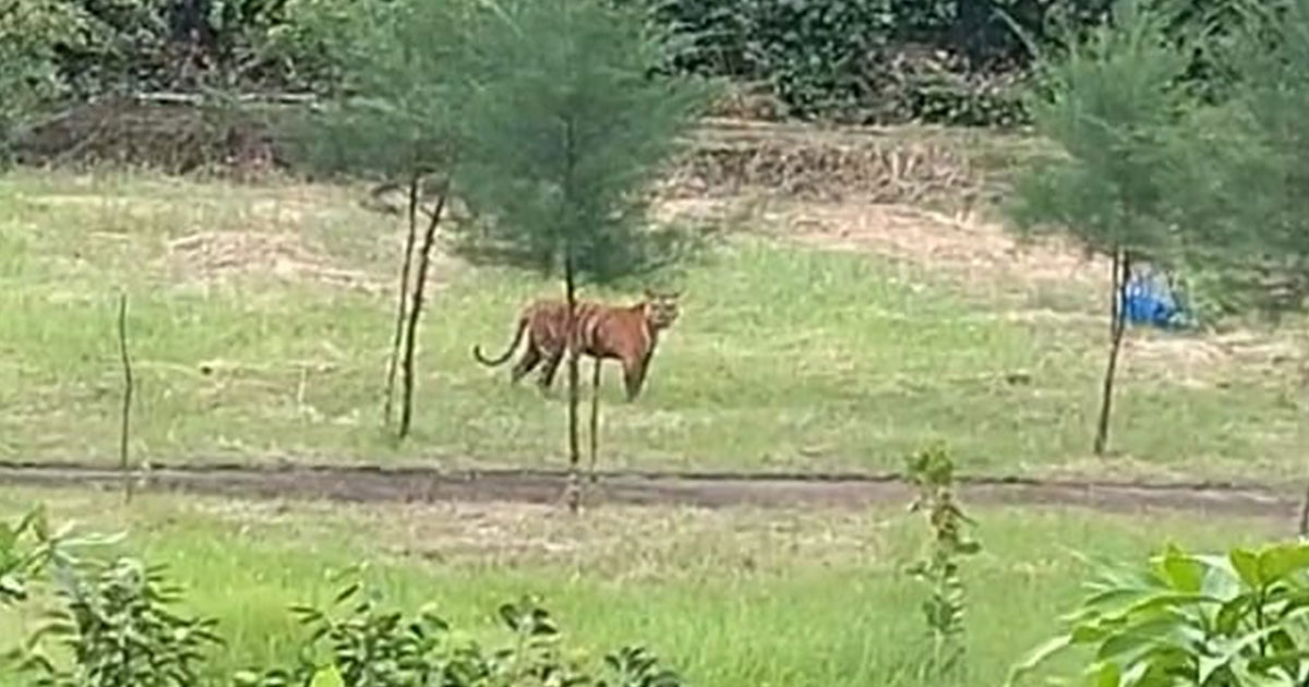 তিন দিনের ব্যবধানে সুন্দরবনে আবারও বাঘের দেখা