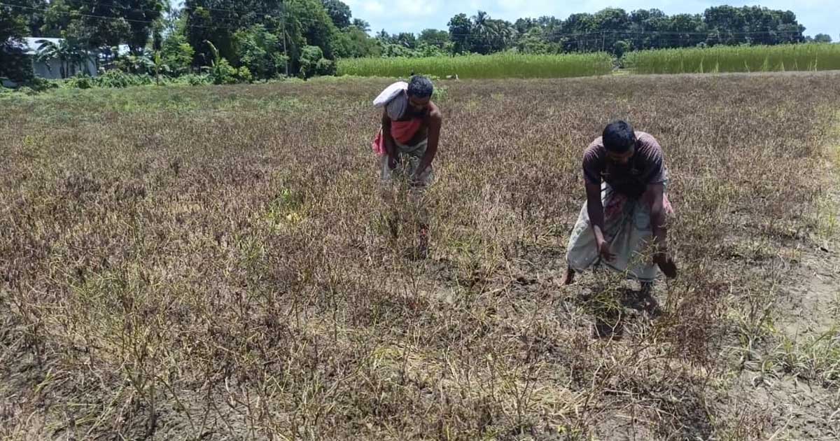 টানা বৃষ্টিতে মধুখালীতে মরিচ চাষে ধস, দিশেহারা কৃষক