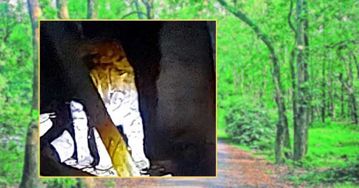 টাঙ্গাইলে বাঘসদৃশ প্রাণি দেখে গ্রামজুড়ে আতঙ্ক