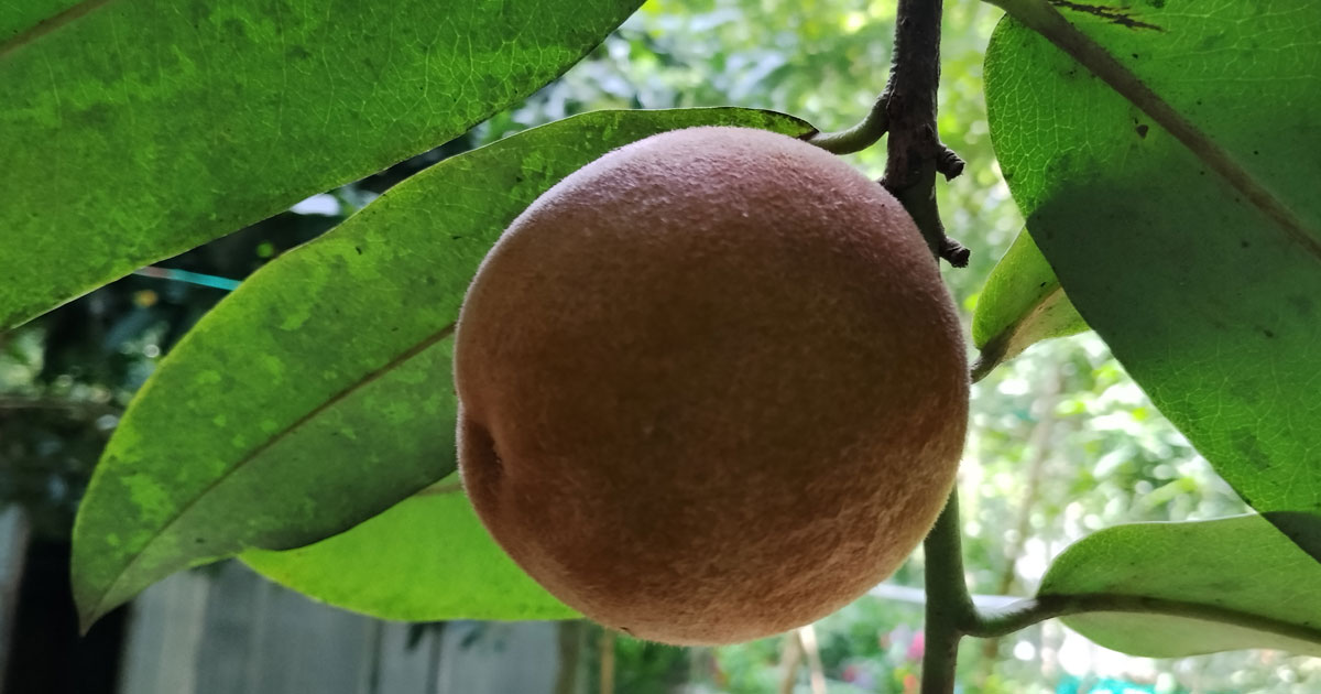 বিলাতি গাব এখন আগের মতো দেখা যায় না