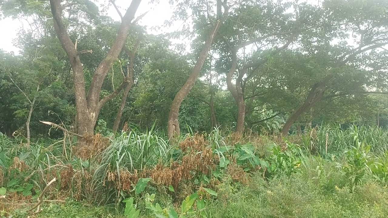 কমদামে জমি বিক্রি না করায় জমিতে বড় গাছ লাগিয়ে ফসল চাষে প্রতিবন্ধকতা সৃষ্টির অভিযোগ