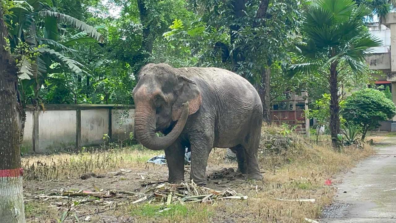 থানা হেফাজতে থাকা সদরপুরের সেই হাতি আদালতের নির্দেশে ফিরছে মালিকের কাছে