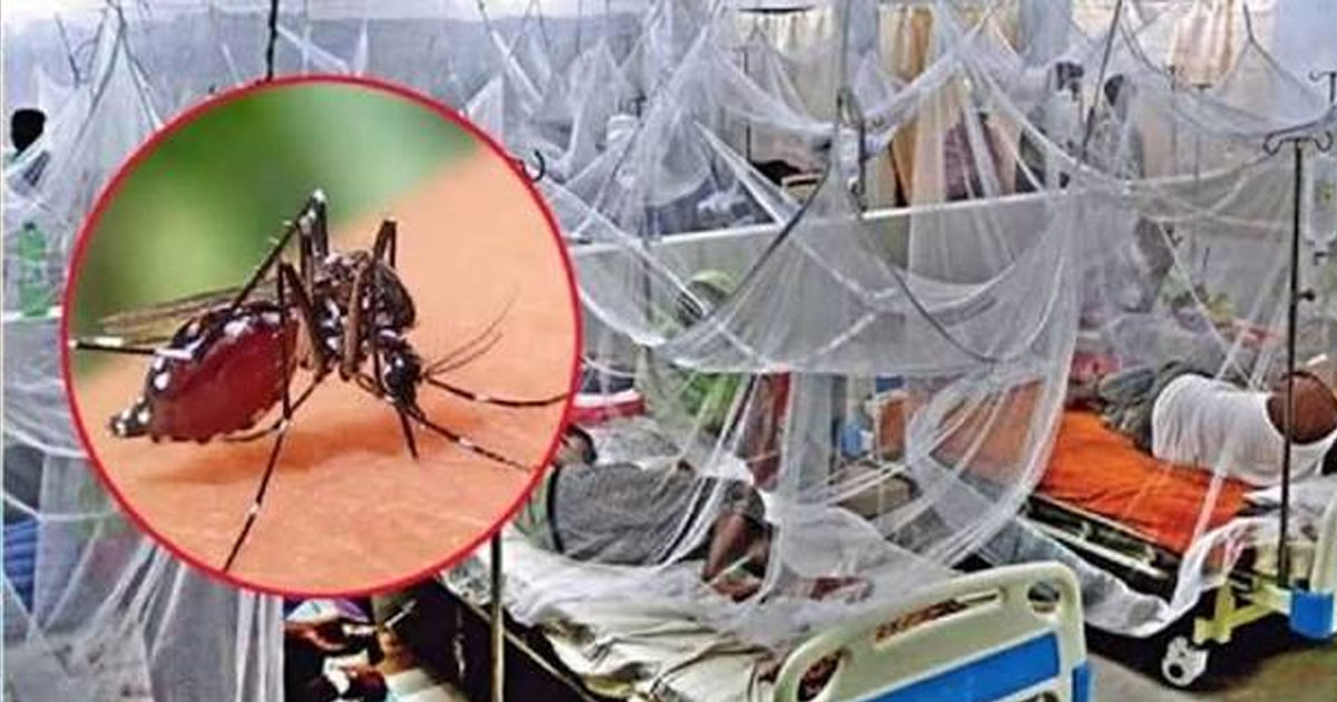 ডেঙ্গুতে আরও ৩ জনের মৃত্যু