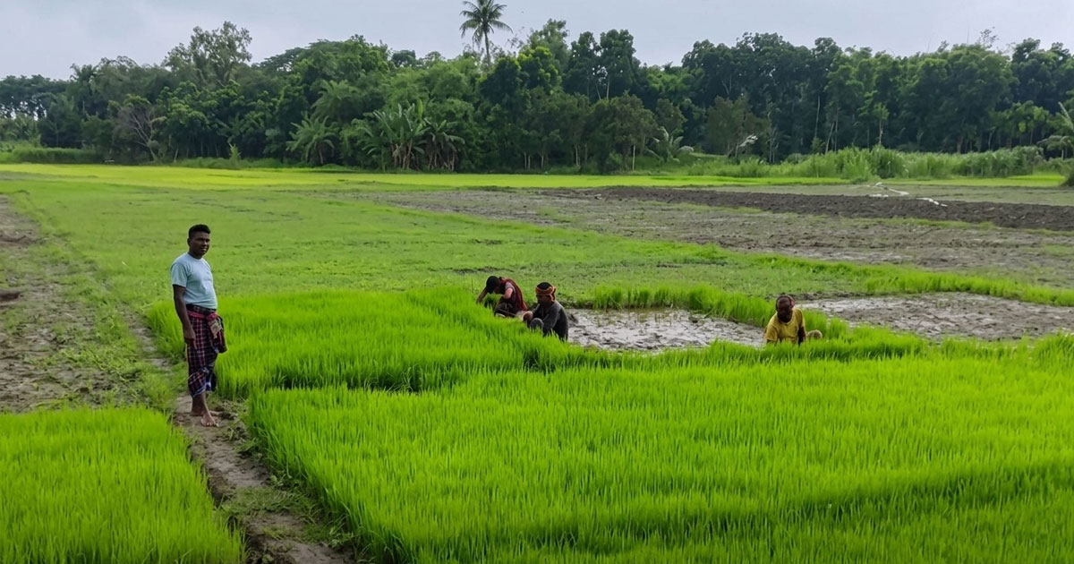 দৌলতপুরে সার সংকটে বিপাকে কৃষক, বিক্রি হচ্ছে বাড়তি দামে