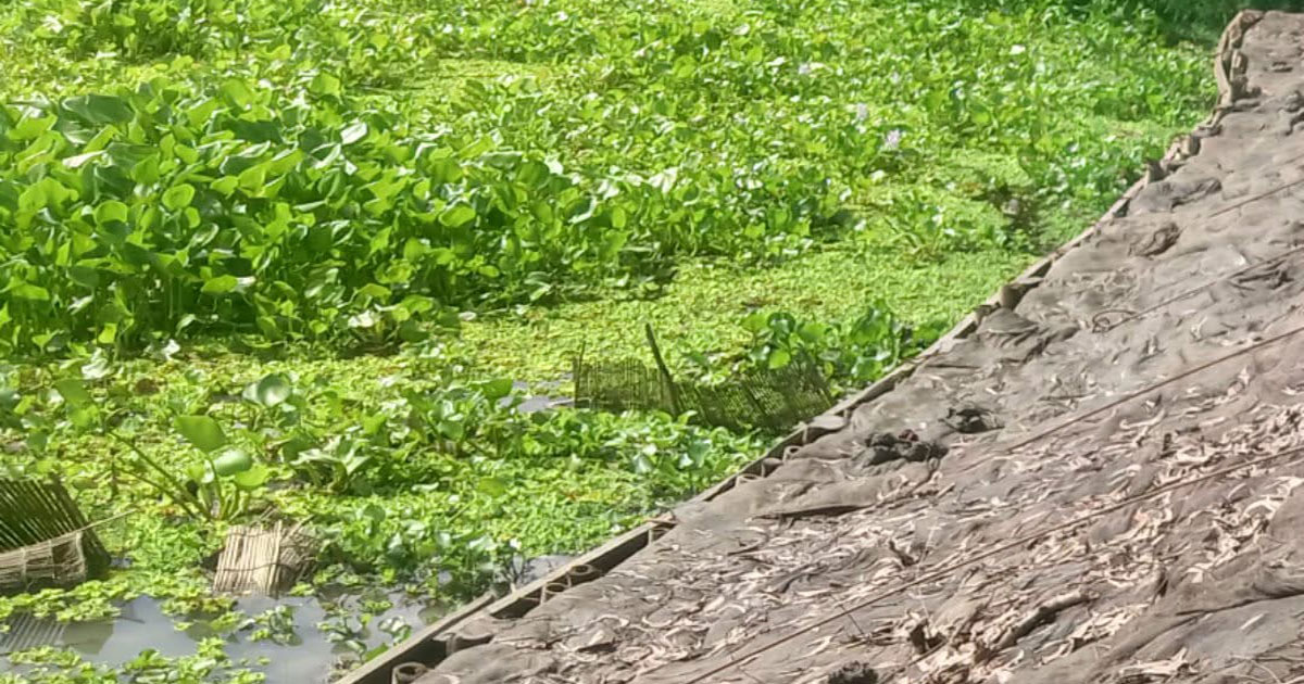 উজিরপুরে জিও ব্যাগের বদলে পাটের বস্তায় মাটি দিয়ে সড়কের পাইলিং
