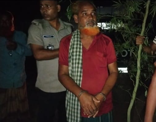 কালাইয়ে ১২ ফুট উচ্চতার গাঁজা গাছসহ আটক ১