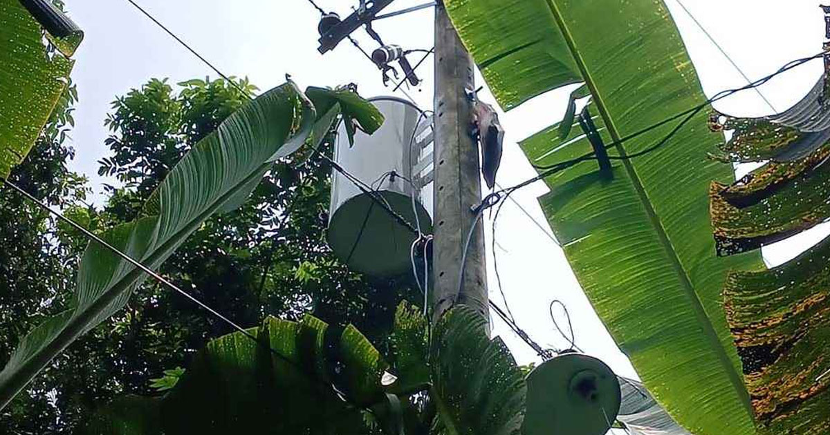 ট্রান্সফরমার চুরির সময় হঠাৎ চলে আসে বিদ্যুৎ