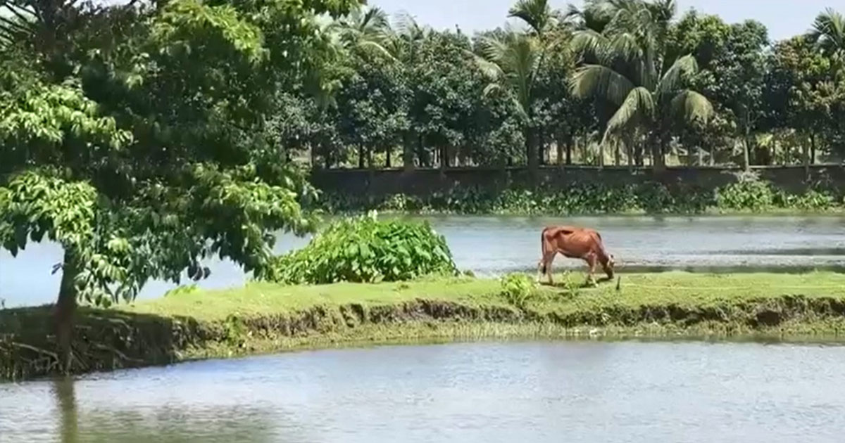 নিলাম ছাড়াই সরকারি ঘেরের মাছ বিক্রি, আদালতের রিসিভার ওসির বিরুদ্ধে অভিযোগ