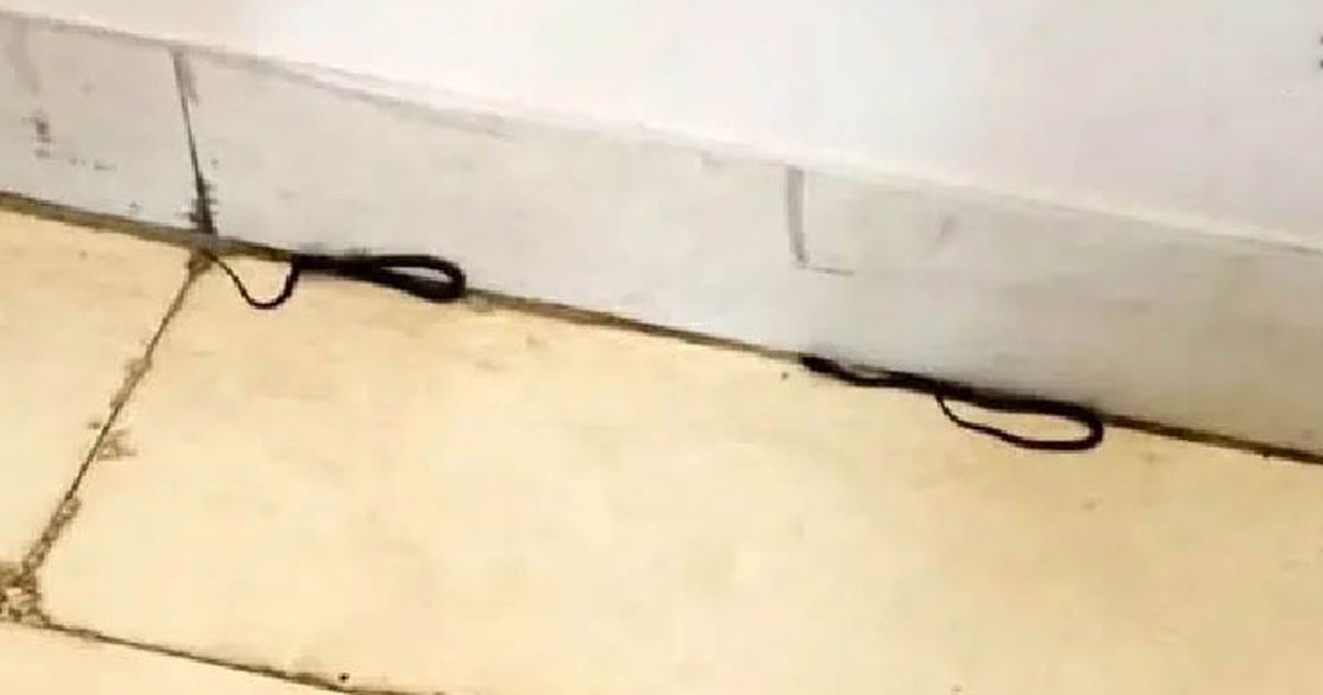 সচিবালয়ের ১৯ তলায় তিন সাপ, শিক্ষা মন্ত্রণালয়ে আতঙ্ক