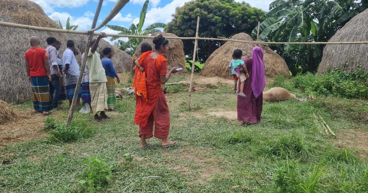 পরিত্যক্ত বাড়িতে ১০ ঘোড়া জবাই, মাংস নিয়ে পালাল দুর্বৃত্তরা