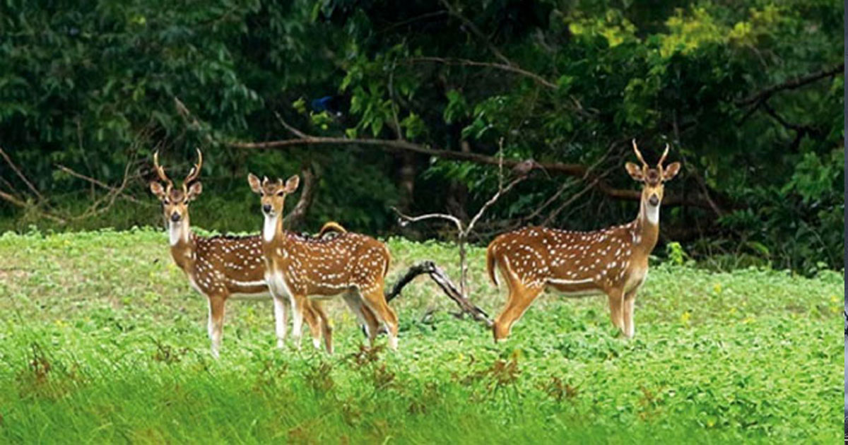 জাতীয় বন্যপ্রাণী দিবস আজ