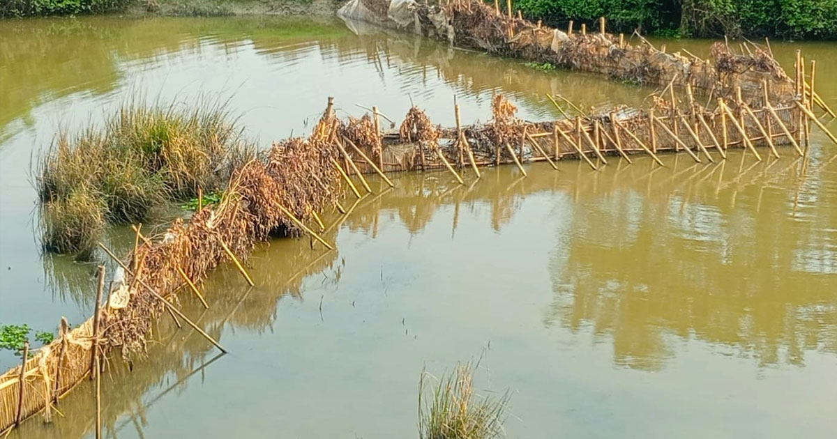 নদীতে বাঁশের বেড়া, নিষিদ্ধ জালে মাছ শিকার: হুমকির মুখে মৎস্য প্রজনন ও পরিবেশ