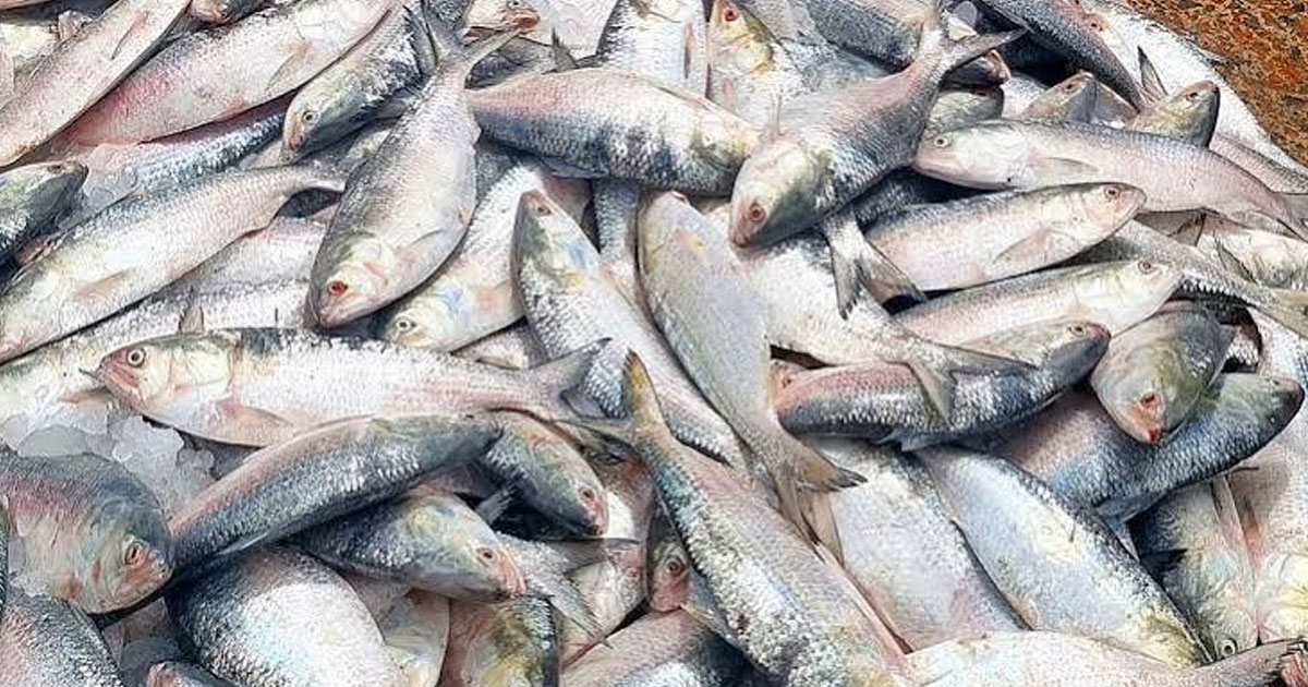 সাধ আর সাধ্য মিলছে না ইলিশের বাজারে