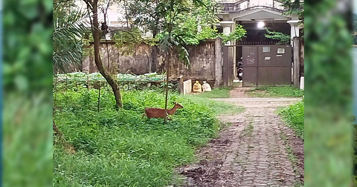 চবি ক্যাম্পাসে দীর্ঘদিন পর মায়া হরিণের দেখা